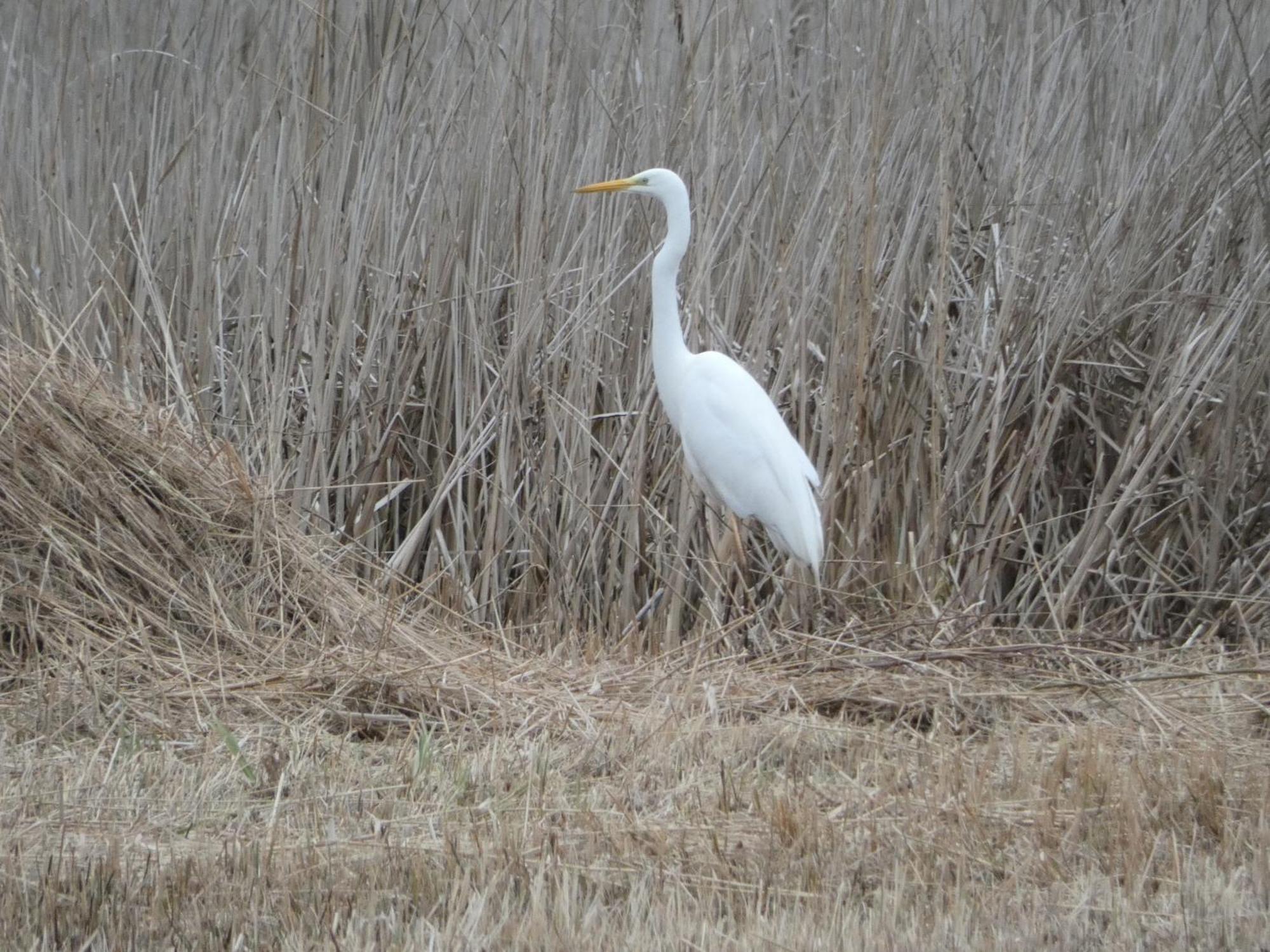 B&B De Zilverreiger Belt-Schutsloot Εξωτερικό φωτογραφία